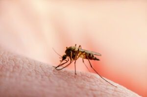 Mosquito of this Mosquito-Borne Disease