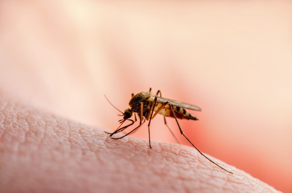 Mosquito of this Mosquito-Borne Disease