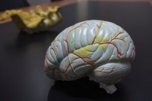 brain on table