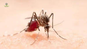 Can Mosquito Repellent Protect Me Against Malaria?